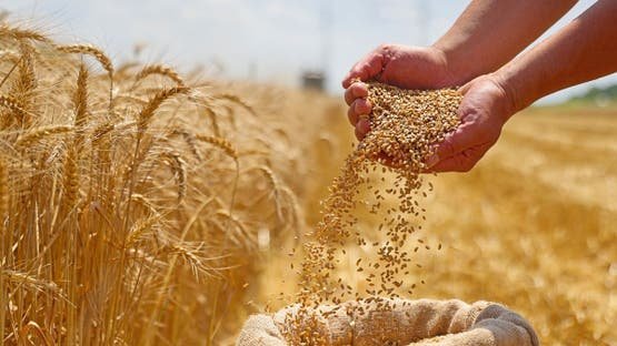صورة توضيحية - المغرب يمدد العمل برسوم جمركية لوقف واردات القمح اللين